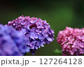 あじさいの花 127264128