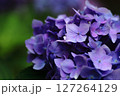 あじさいの花 127264129