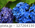 あじさいの花 127264130