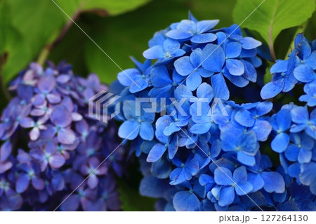 あじさいの花 127264130