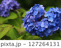 あじさいの花 127264131