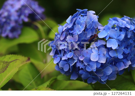 あじさいの花 127264131