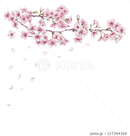 Sakura branch and flying pink petals. Many small pink flowers. Cherry blossom festival. Spring decor. Watercolor illustration isolated from background. Hand drawing. Template for postcard and banner. Sakura branch and flying pink petals. Many small pink flowers. Cherry blossom festival. Spring decor. Watercolor illustration isolated from background. Hand drawing. Template for postcard and banner. 127264169
