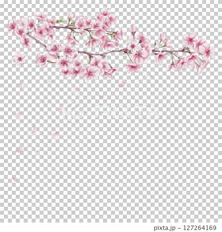Sakura branch and flying pink petals. Many small pink flowers. Cherry blossom festival. Spring decor. Watercolor illustration isolated from background. Hand drawing. Template for postcard and banner. Sakura branch and flying pink petals. Many small pink flowers. Cherry blossom festival. Spring decor. Watercolor illustration isolated from background. Hand drawing. Template for postcard and banner. 127264169