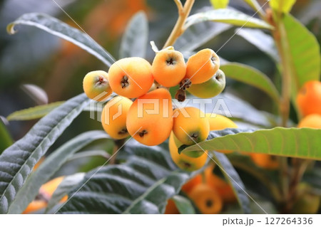 色づき始めた枇杷（ビワ）の実 127264336