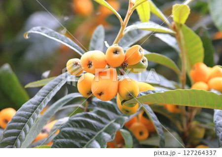 色づき始めた枇杷（ビワ）の実 127264337