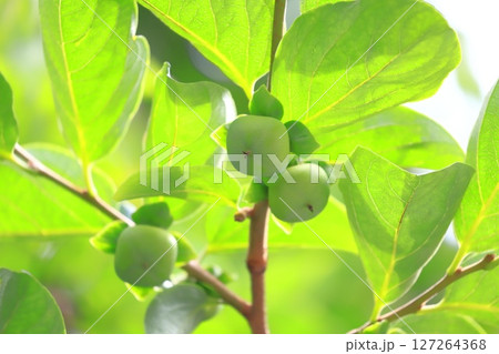大きくなってきた柿の実 大きくなってきた柿の実 127264368