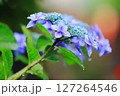 雨に濡れたガクアジサイ 127264546
