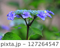 雨に濡れたガクアジサイ 127264547