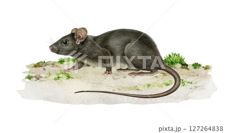 Black rat animal on the ground realistic watercolor illustration. Rattus Rattus wildlife rodent mammal hand drawn vintage style image. Cute small single black rat side view standing on the ground 127264838