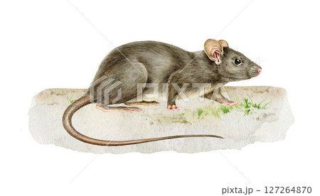 Grey small rat on the ground realistic watercolor illustration. Rattus Rattus wildlife rodent mammal hand drawn vintage style image. Cute small single black rat side view standing on the ground 127264870