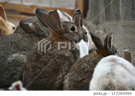 ウサギの群れ_03 127264994