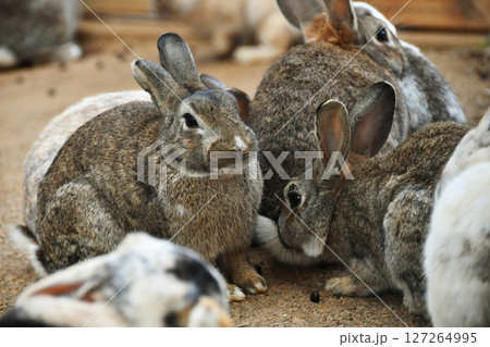 ウサギの群れ_04 127264995