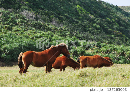 与那国馬_01 与那国馬_01 127265008