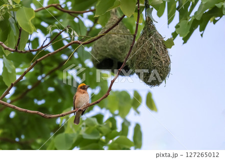 The yellow bird on Build nest from dry stick hay in nature 127265012