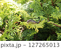 ニホンカナヘビ 127265013