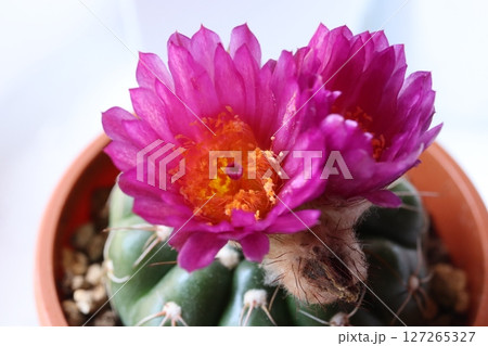 サボテンの花 127265327