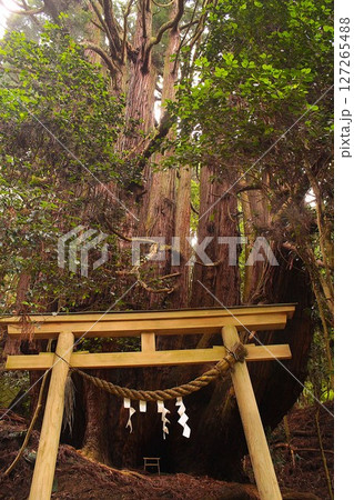 高井の千年杉 高井の千年杉 127265488