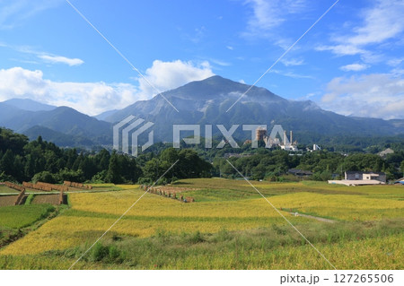 稲刈りの始まる棚田　武甲山と寺坂棚田 127265506