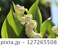 スズラン 127265508