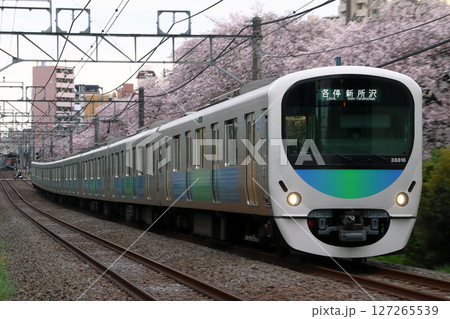 桜と西武新宿線30000系電車（各停-8両編成：西武新宿⇔新所沢） 127265539