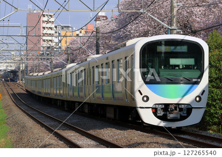 桜と西武新宿線30000系電車（急行-8両編成：西武新宿⇔新所沢） 127265540