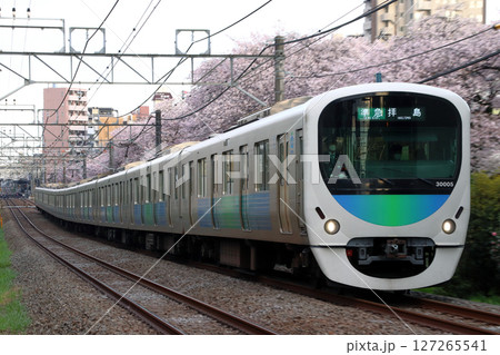 桜と西武新宿線30000系電車（準急-10両編成：西武新宿⇔拝島） 127265541