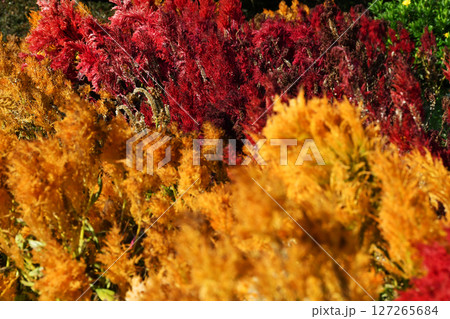 ケイトウの花_01 ケイトウの花_01 127265684