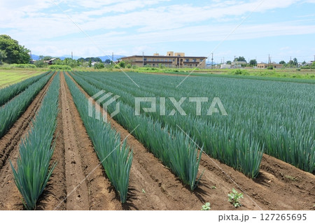 深谷ねぎの畑　 127265695