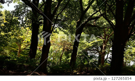 公園緑地 127265854