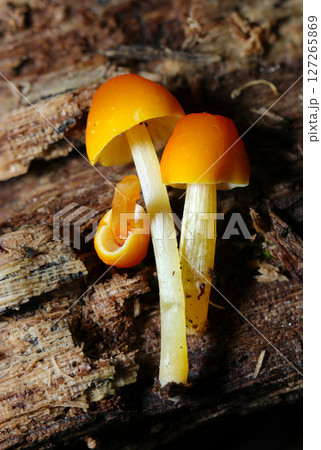 オレンジキャップに色白の柄がかわいいヒイロベニヒダタケ幼菌たち(自然環境下菌・キノコ類マクロ撮影) オレンジキャップに色白の柄がかわいいヒイロベニヒダタケ幼菌たち(自然環境下菌・キノコ類マクロ撮影) 127265869
