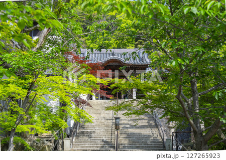 須磨寺　新緑に包まれた唐門 127265923