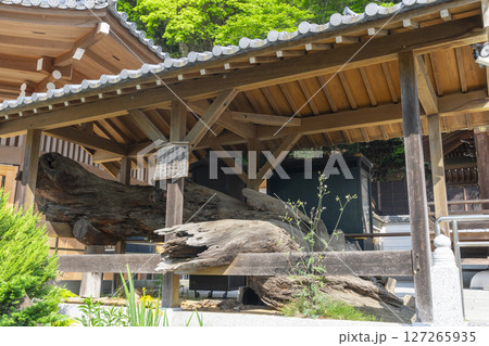須磨寺　義経公腰掛けの松　敦盛公首洗池 127265935