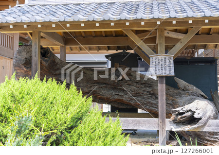 須磨寺　義経公腰掛けの松　敦盛公首洗池 127266001