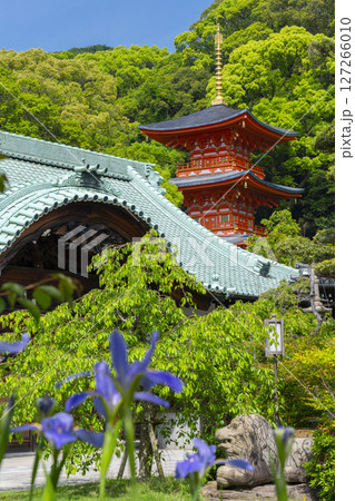 須磨寺　本坊・書院前の庭園　杜若の花と三重塔 127266010