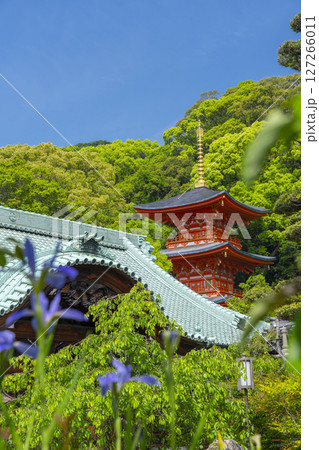 須磨寺 本坊・書院前の庭園 杜若の花と三重塔 須磨寺 本坊・書院前の庭園 杜若の花と三重塔 127266011