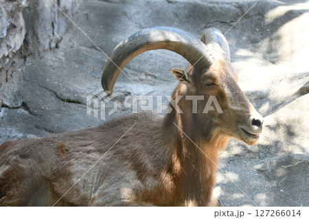 バーバリーシープ バーバリーシープ 127266014