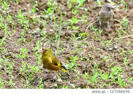 カワラヒワの親子、幼鳥 カワラヒワの親子、幼鳥 127266030