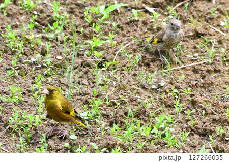 カワラヒワの親子、幼鳥 カワラヒワの親子、幼鳥 127266035