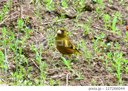 カワラヒワの親子、幼鳥 カワラヒワの親子、幼鳥 127266044
