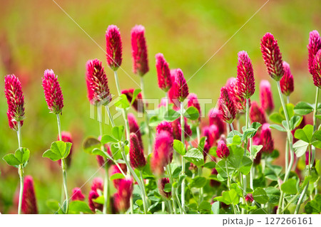 色あざやかストロベリーキャンドル 色あざやかストロベリーキャンドル 127266161