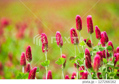 色あざやかストロベリーキャンドル 127266162