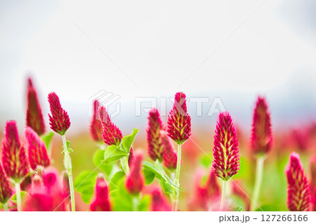 色あざやかストロベリーキャンドル 127266166