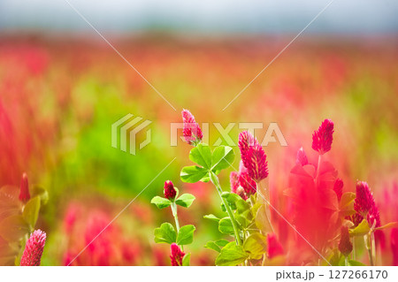 色あざやかストロベリーキャンドル 127266170