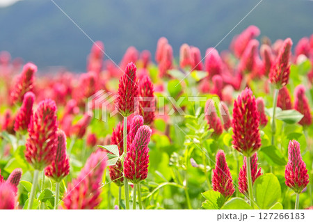 色あざやかストロベリーキャンドル 色あざやかストロベリーキャンドル 127266183