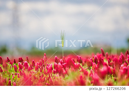 色あざやかストロベリーキャンドル 色あざやかストロベリーキャンドル 127266206