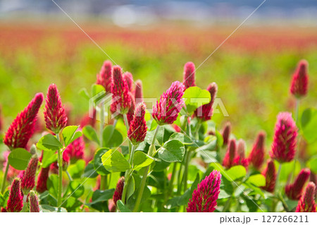 色あざやかストロベリーキャンドル 127266211