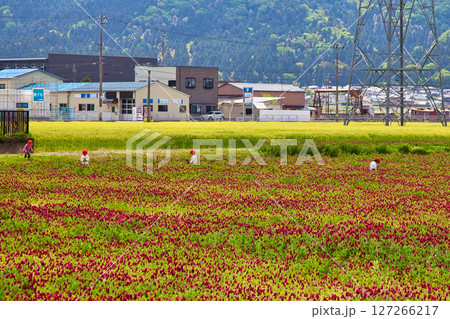 色あざやかストロベリーキャンドル 色あざやかストロベリーキャンドル 127266217