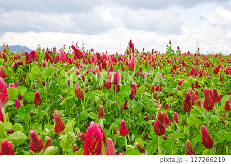 色あざやかストロベリーキャンドル 色あざやかストロベリーキャンドル 127266219