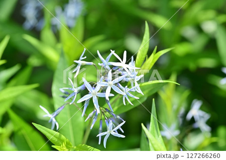 チョウジソウの花 チョウジソウの花 127266260